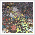 Fall Color III - Image 8
