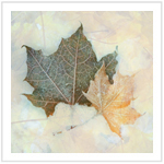 Fall Color III - Image 5