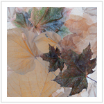 Fall Color III - Image 9