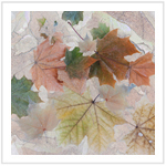 Fall Color III - Image 2