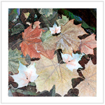 Fall Color III - Image 8