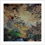 Fall Color III - Image 3